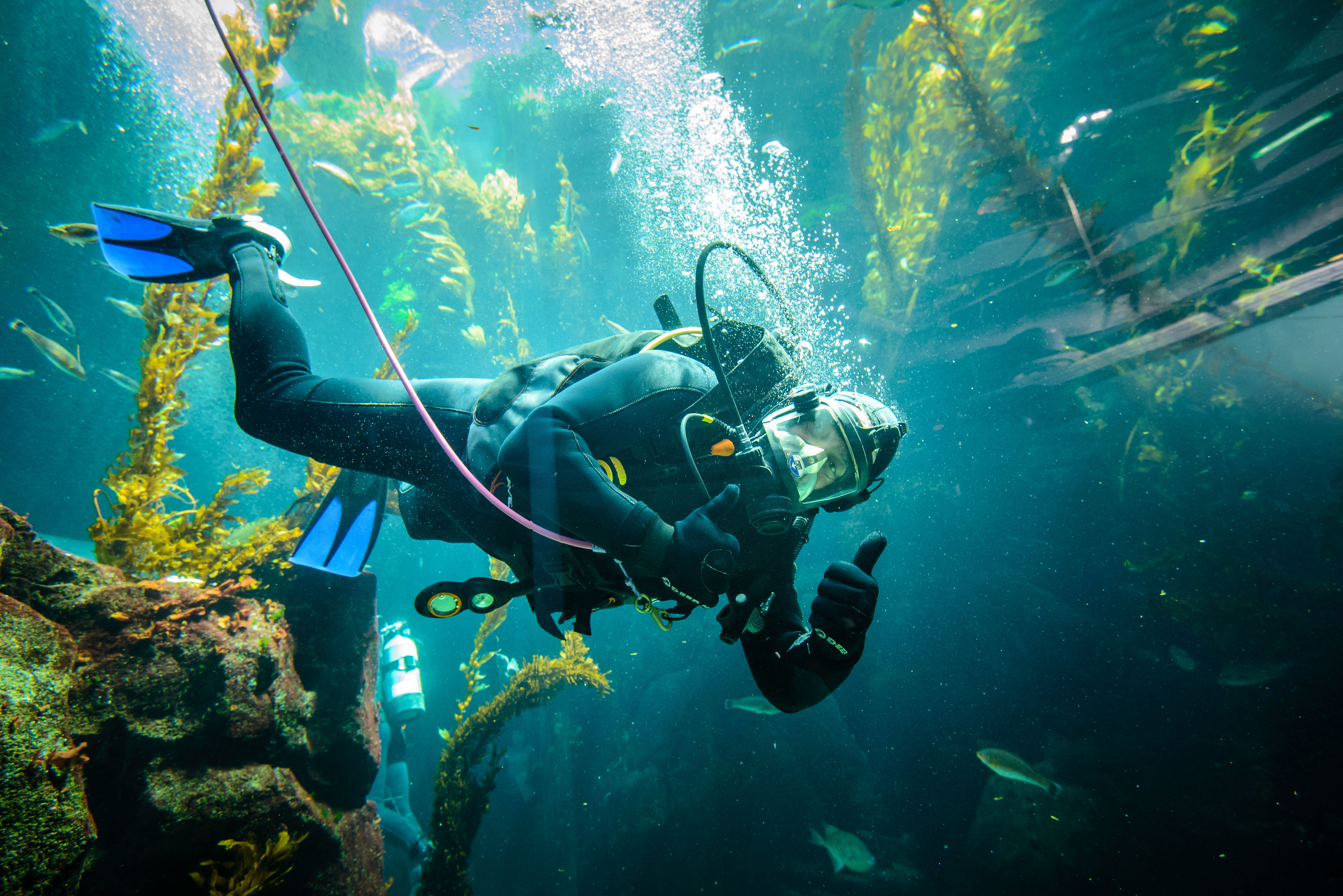 Diver giving thumbs up inside Ecosystems Kelp Tank
