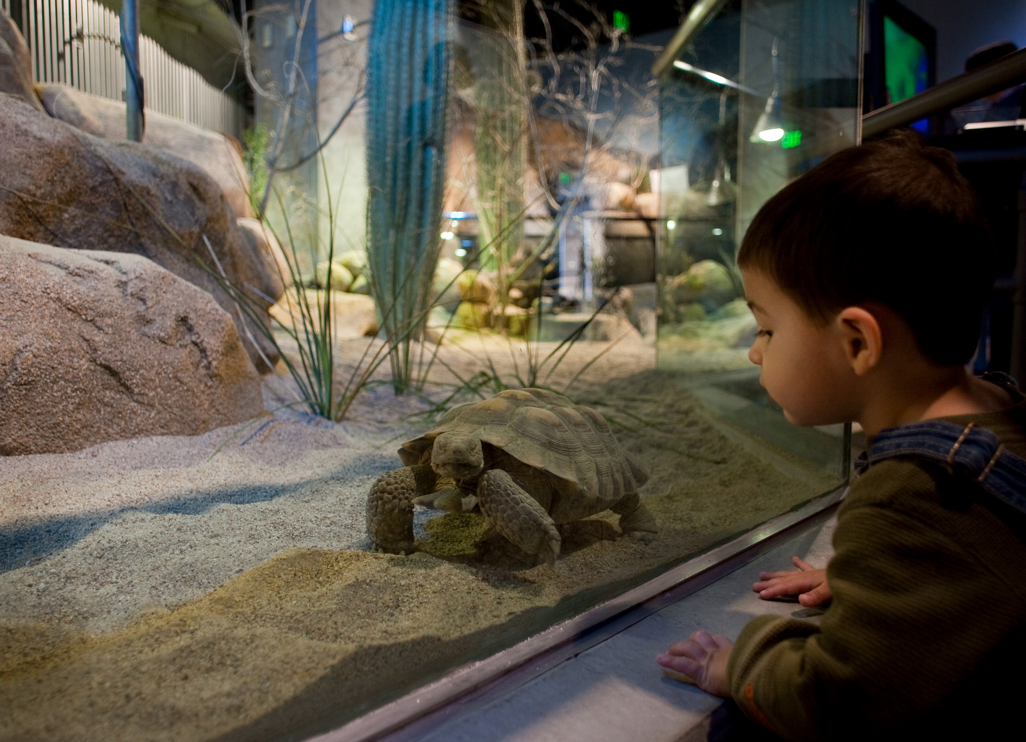 A young boy in Desert zone observes a desert tortoise walking through sand, through the glass exhibit wall