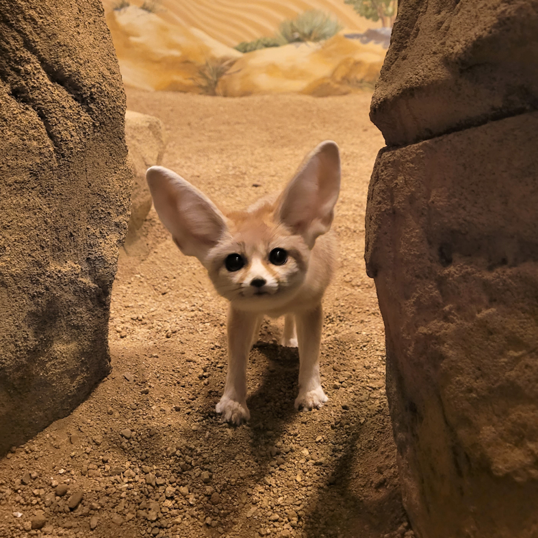 Fennec fox, standing between two rocks, looking at the camera