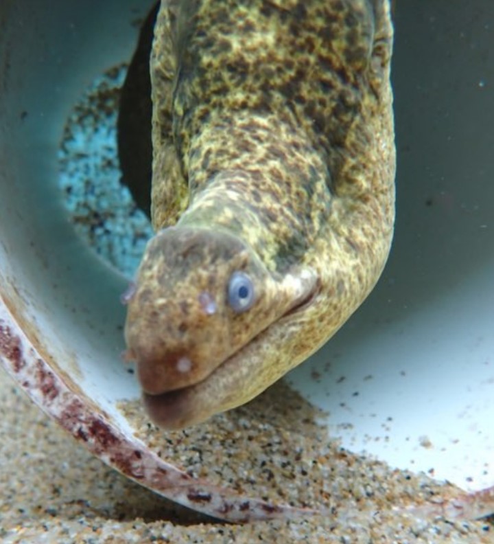 Eel recovered after surgery