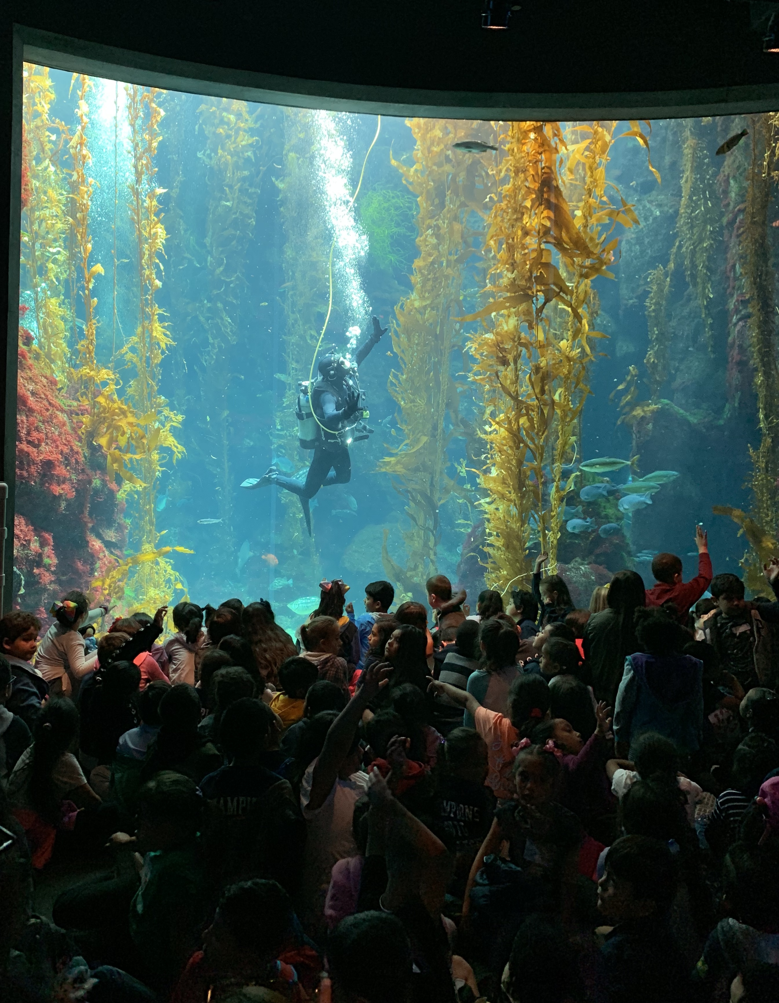 Kelp forest diver