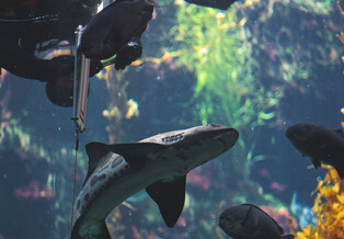 Diver and leopard shark swimming inside the Kelp Tank