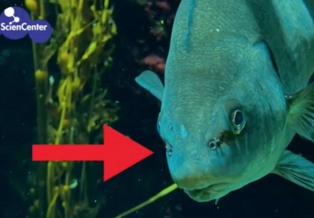 A fish with an arrow pointing at small holes, called nares, in its face
