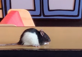 A rat with a black head and back and a white belly munches on a treat