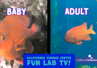 Comparison images of baby and adult garibaldi