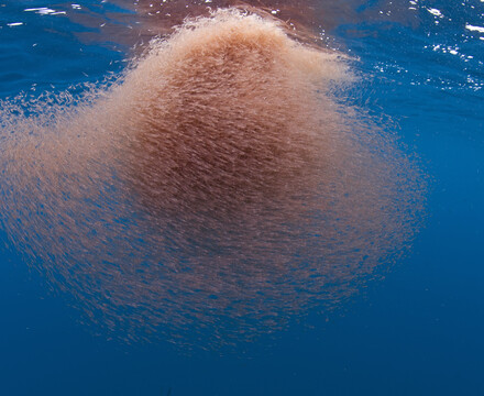 Krill swarm underwater