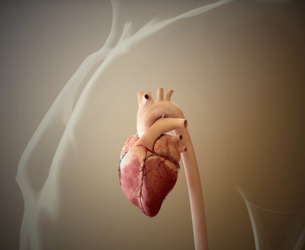 CGI rendering of the human heart