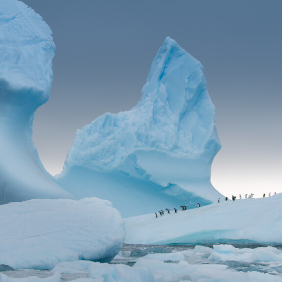 A colony of gentoo penguins walk across a frigid frozen ice terrain in the Antarctic.