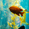 Orange garibaldi fish in the Kelp Forest aquarium, with yellow seaweed in the background