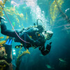 Diver giving thumbs up inside Ecosystems Kelp Tank