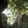 Trees Growing inside Angkor