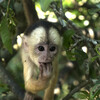 Capuchin monkey hangs on tree within the Amazon Rainforest.
