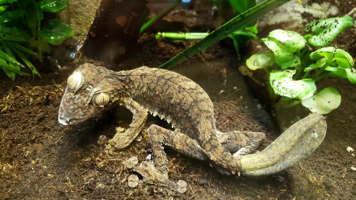 A leaf-tailed gecko with bulbous, striped eyed and mottled brown coloration