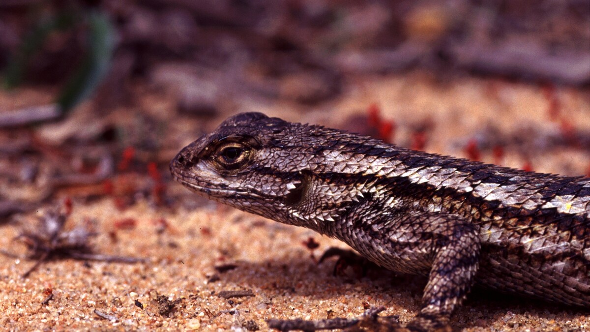Side view of a western fence lizard