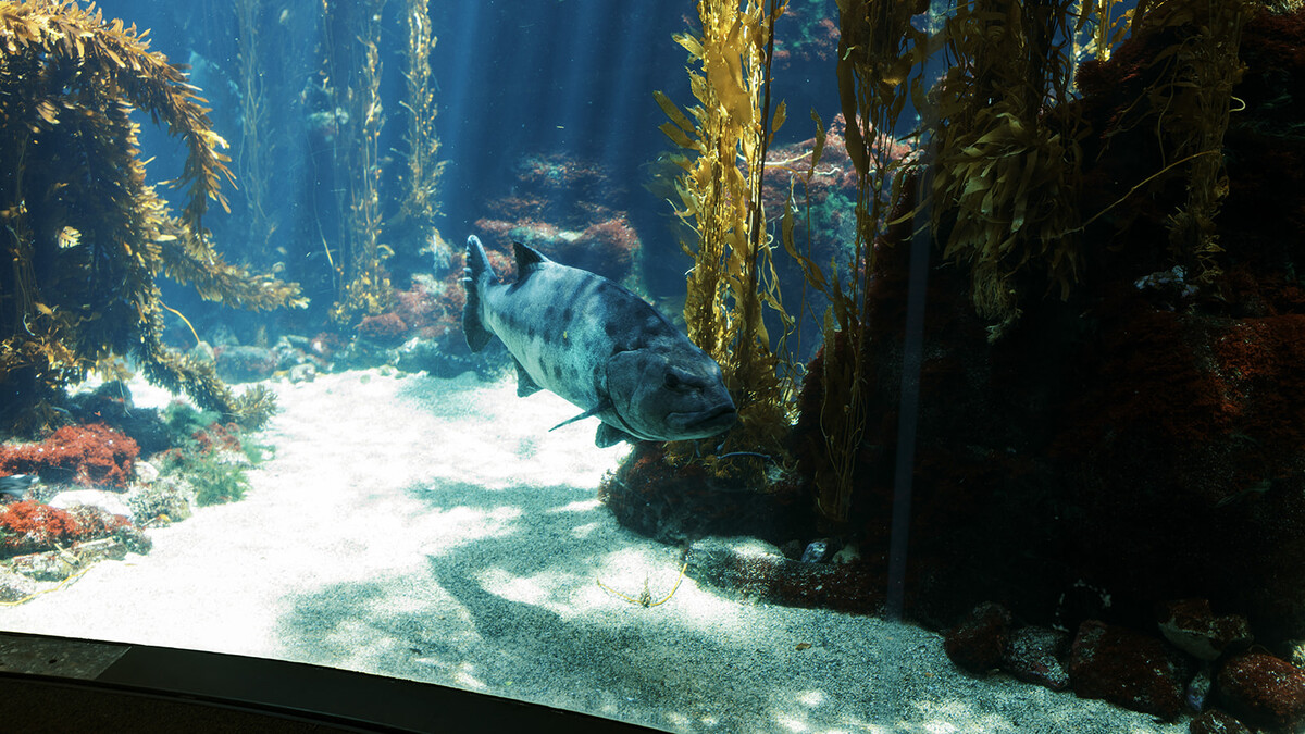 Kelp and Giant Sea Bass in Ecosystems Kelp Forest Tank