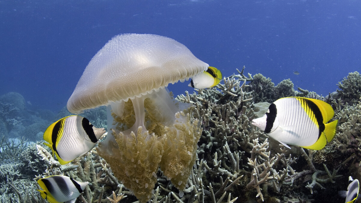 The dance of the jellyfish (Thysanostoma thysanura) draws the attention of several butterflyfish (Chaetodon ulietensis) in the cool waters of Clam Gardens in the Great Barrier Reef of Australia, in the IMAX film Under the Sea