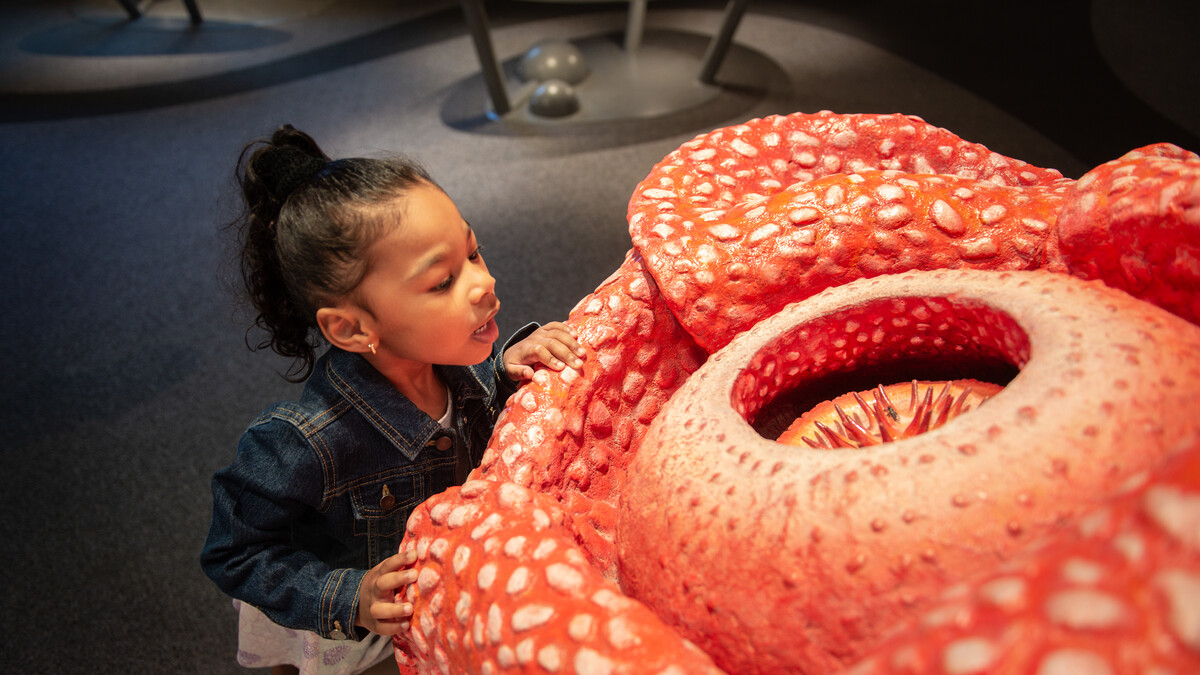 A young girl looks at a model of a corpse lily in the Life! Beginnings exhibition