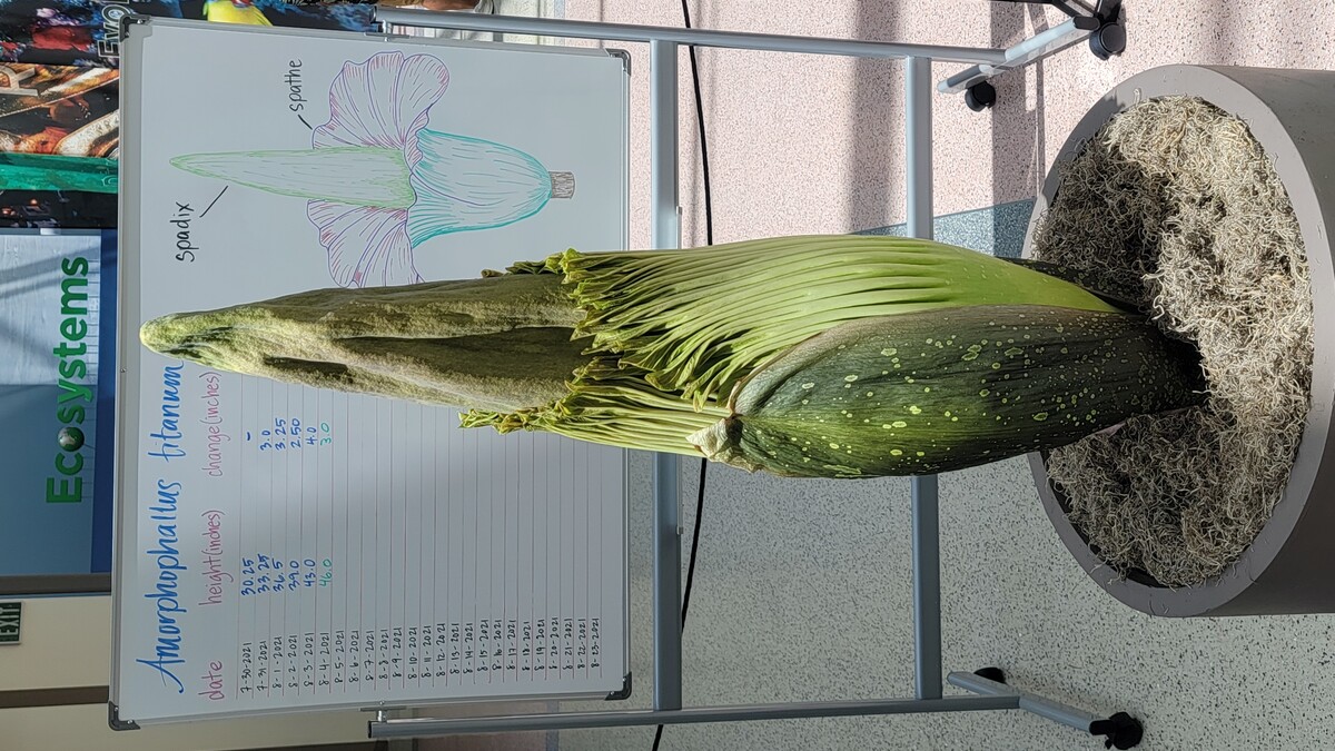 Corpse Flower on August 4