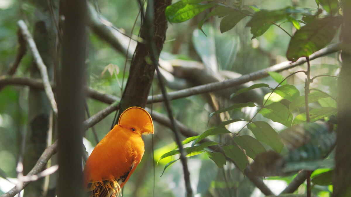Bright orange cock-of-the-rock bird perches in a tree.