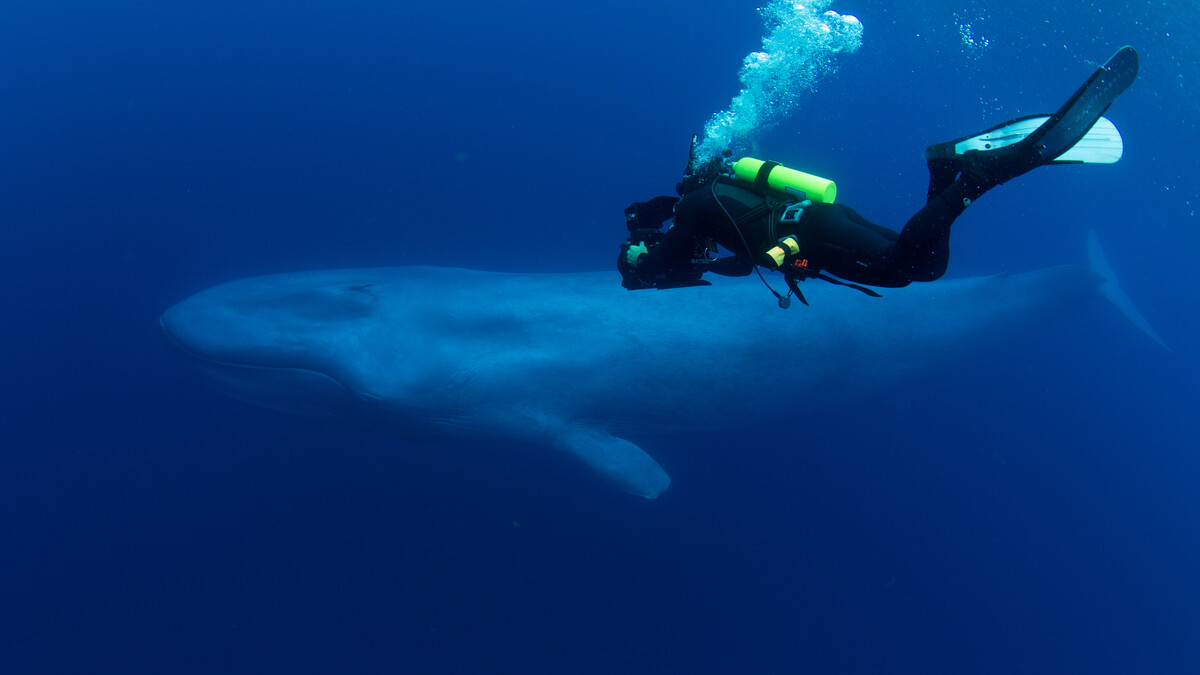 Blue whale and diver underwater.