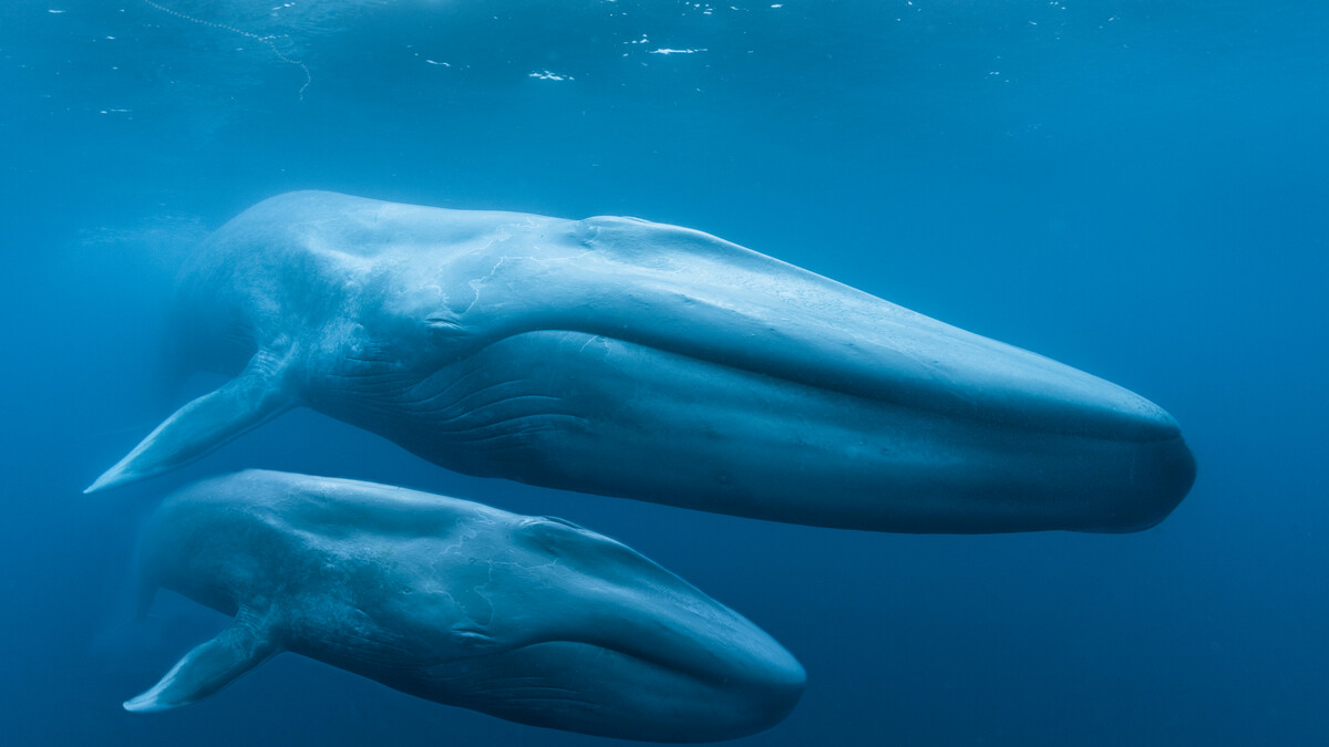 Blue whale mother and calf swim together underwater