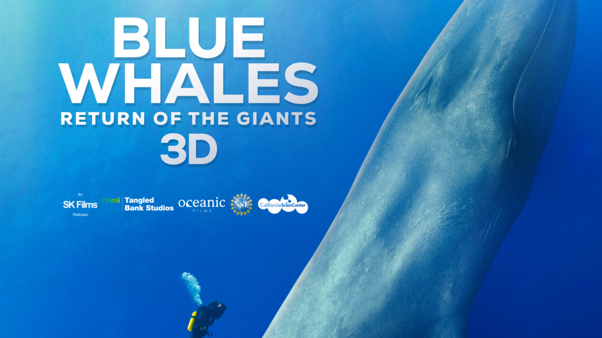 Blue whale and diver underwater.