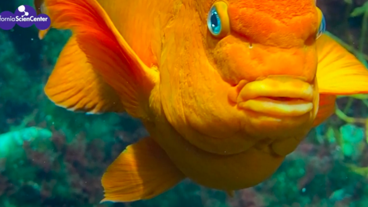Orange fish in fish tank swimming. 