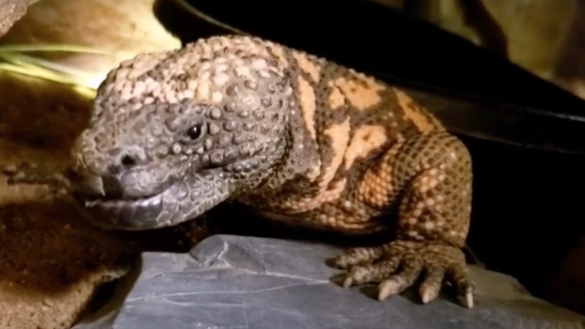 A close-up of a Gila monster's face and left front leg