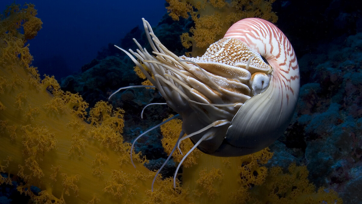 The chambered nautilus (Nautilus pompilius) skitters into deep water at Osprey Reef in Australia's Coral Sea.