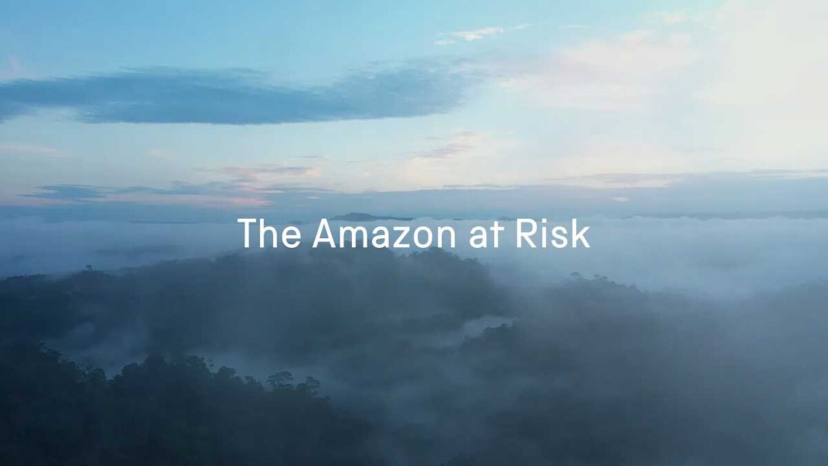 A photo of the Amazon with text saying The Amazon at Risk