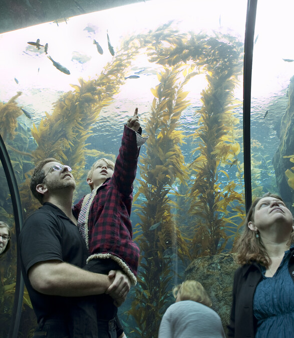Father and son pointing at fish inside Ecosystems Kelp Tank tunnel
