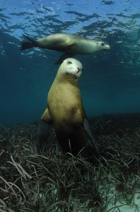 A pair of Australian sea lions by the Hopkins Island in South Australia, in the IMAX movie Under the Sea