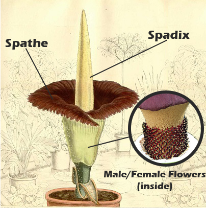 Diagram of Corpse Flower's Spathe