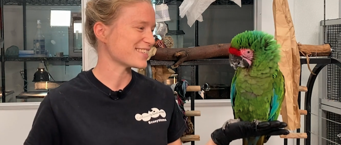 Animal Keeper Louise with a bright green macaw standing in her left hand