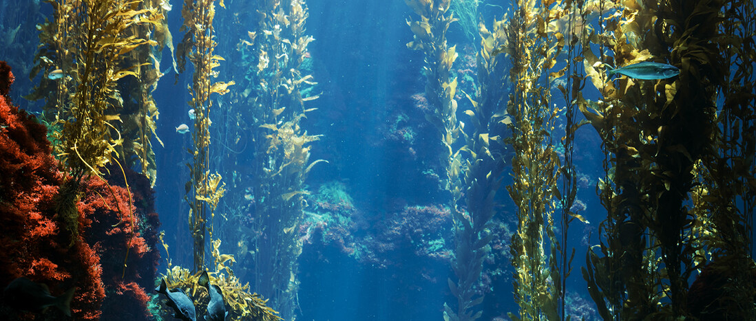 Kelp Forest aquarium tank with live seaweed